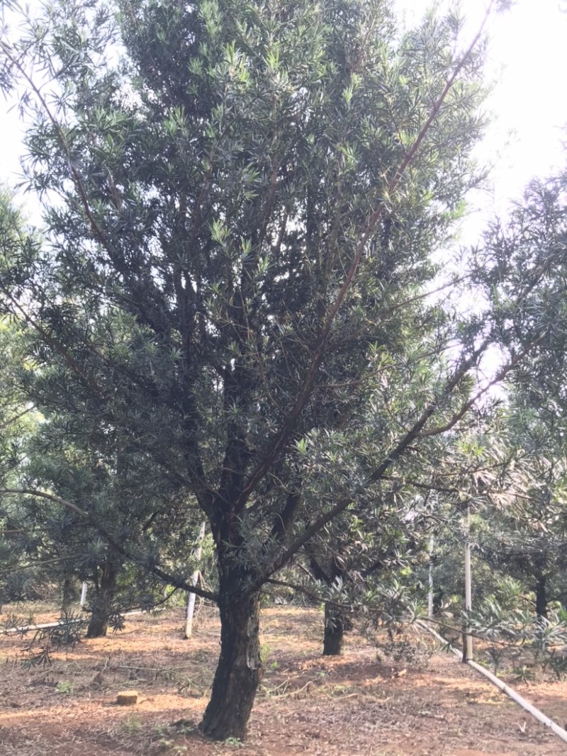 罗汉松风景优美，可种植院子阳台盆景