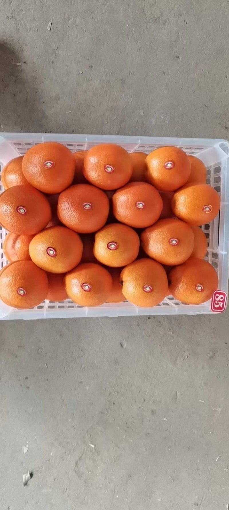 脐橙湖北产地直销皮薄多汁现摘先发可对接电商欢迎咨询
