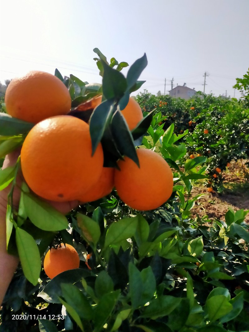 脐橙湖北产地直销皮薄多汁现摘先发可对接电商欢迎咨询
