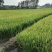 徽两优丝苗种子，国审稳产高产耐肥抗倒米质好分蘖强