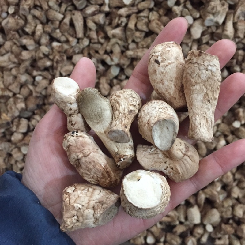 新货冬菇双剪干香菇脚冬菇腿食用菌香菇干货产地直销批发