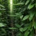 油麻藤种植批发，1.5—2米油麻藤，四季常青油麻藤