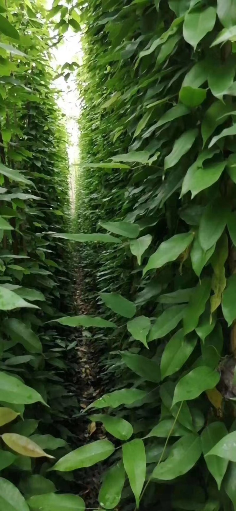 油麻藤种植批发，1.5—2米油麻藤，四季常青油麻藤