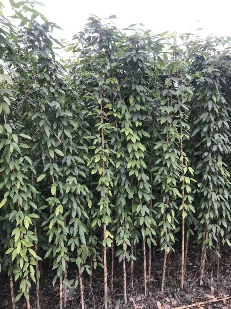 油麻藤种植批发，1.5—2米油麻藤，四季常青油麻藤
