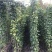 油麻藤种植批发，1.5—2米油麻藤，四季常青油麻藤