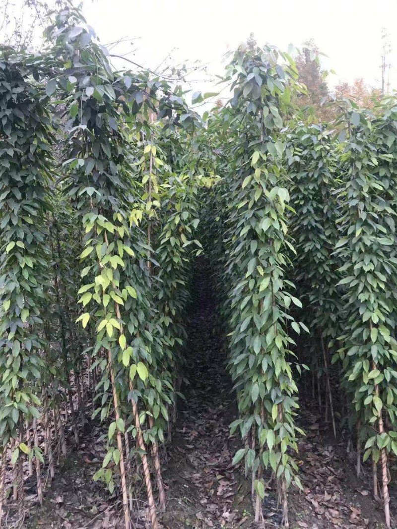 油麻藤种植批发，1.5—2米油麻藤，四季常青油麻藤