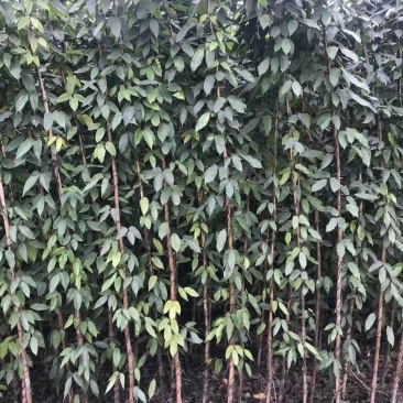 油麻藤种植批发，1.5—2米油麻藤，四季常青油麻藤
