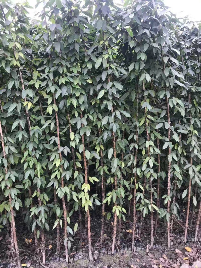 油麻藤种植批发，1.5—2米油麻藤，四季常青油麻藤