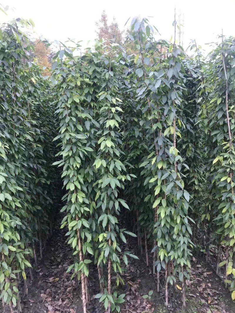 油麻藤种植批发，1.5—2米油麻藤，四季常青油麻藤