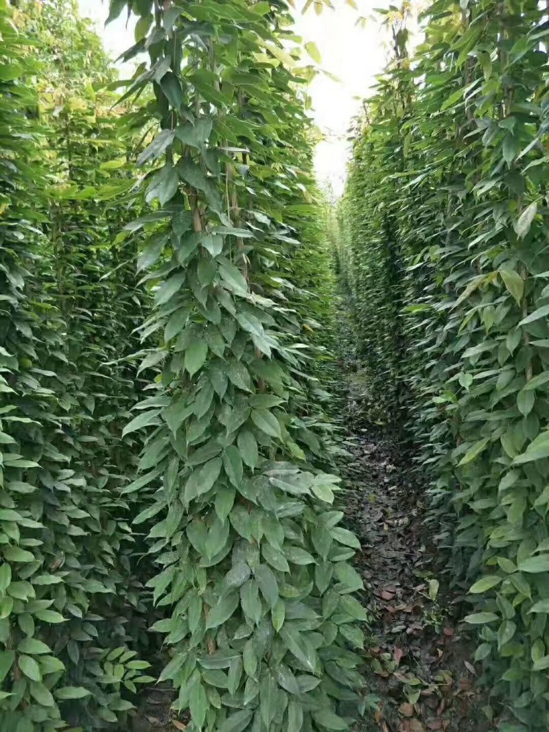 油麻藤种植批发，1.5—2米油麻藤，四季常青油麻藤