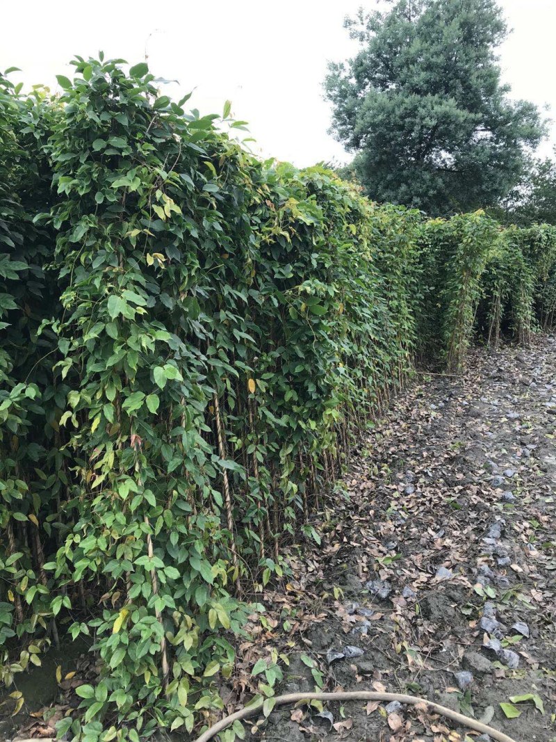 油麻藤种植批发，1.5—2米油麻藤，四季常青油麻藤