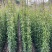 油麻藤种植批发，1.5—2米油麻藤，四季常青油麻藤