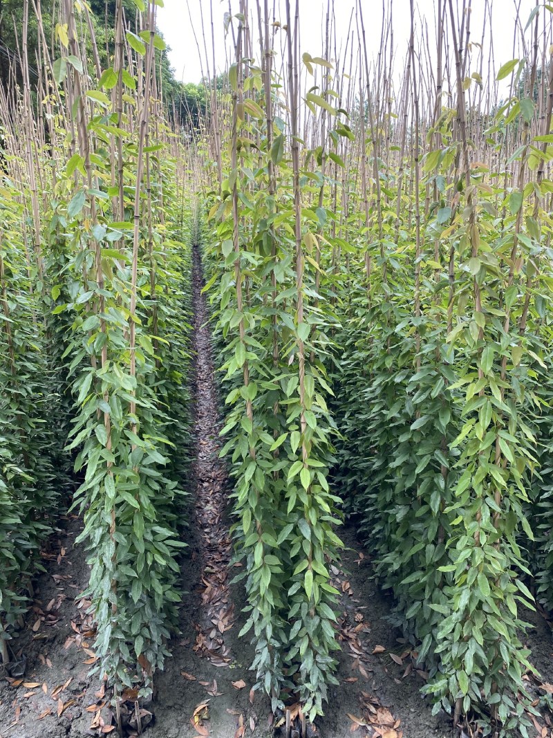 油麻藤种植批发，1.5—2米油麻藤，四季常青油麻藤