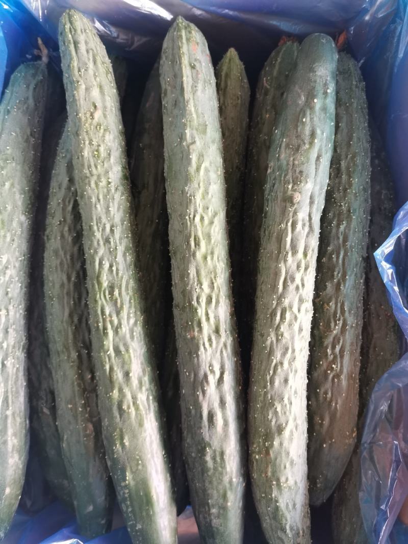 现在有大量有黄瓜上市了，有需要的老板联系