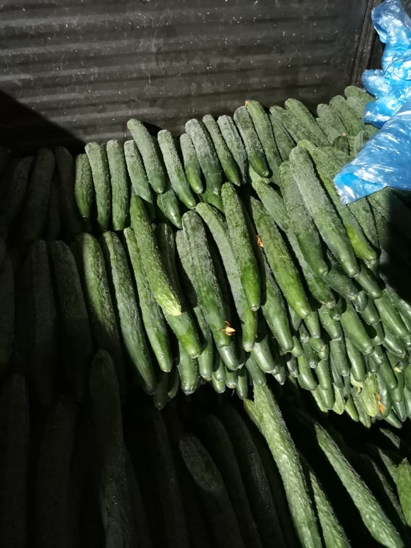 现在有大量有黄瓜上市了，有需要的老板联系