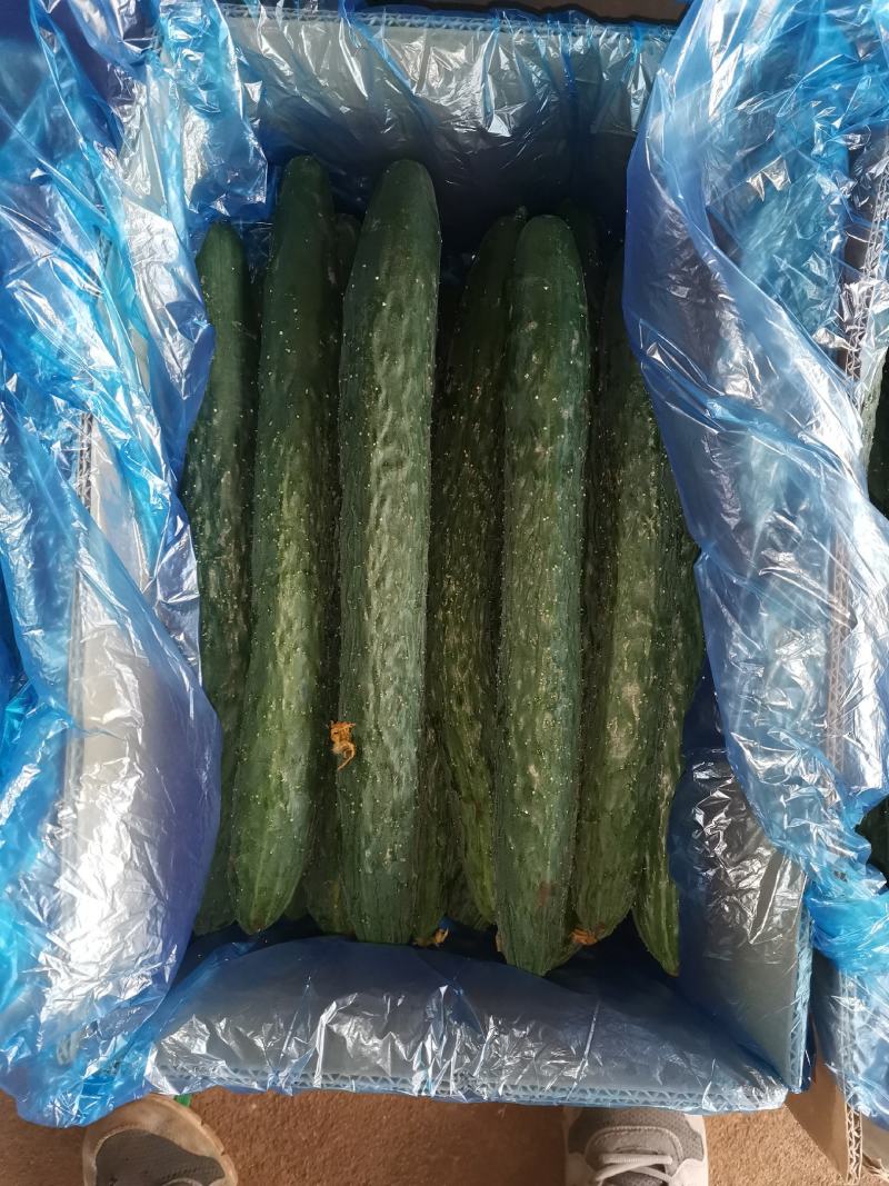现在有大量有黄瓜上市了，有需要的老板联系