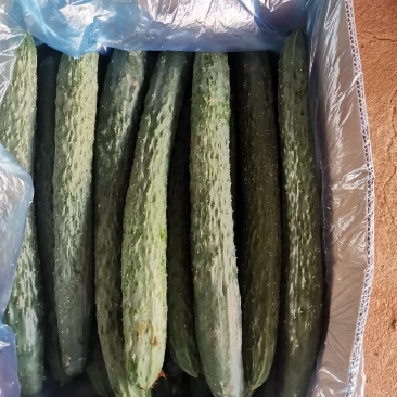 现在有大量有黄瓜上市了，有需要的老板联系