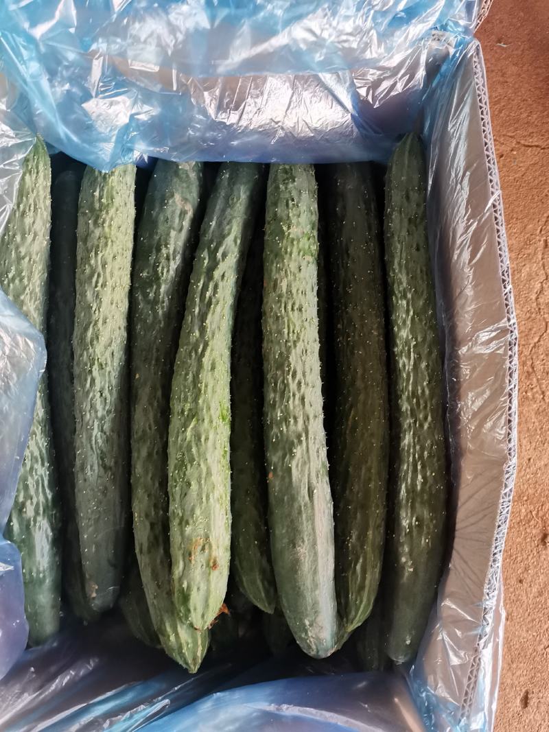 现在有大量有黄瓜上市了，有需要的老板联系