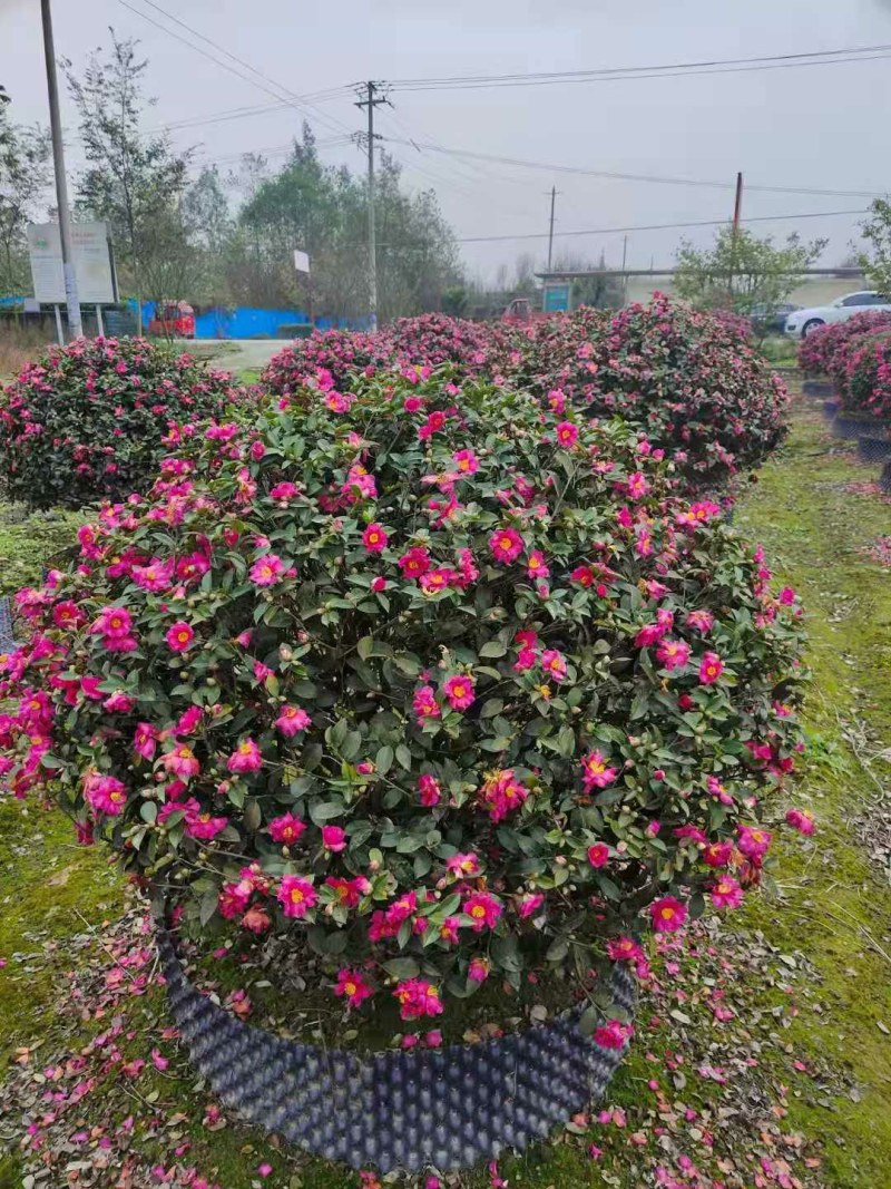 茶梅球，1米—1.8米茶梅球，成都茶梅球种植批发
