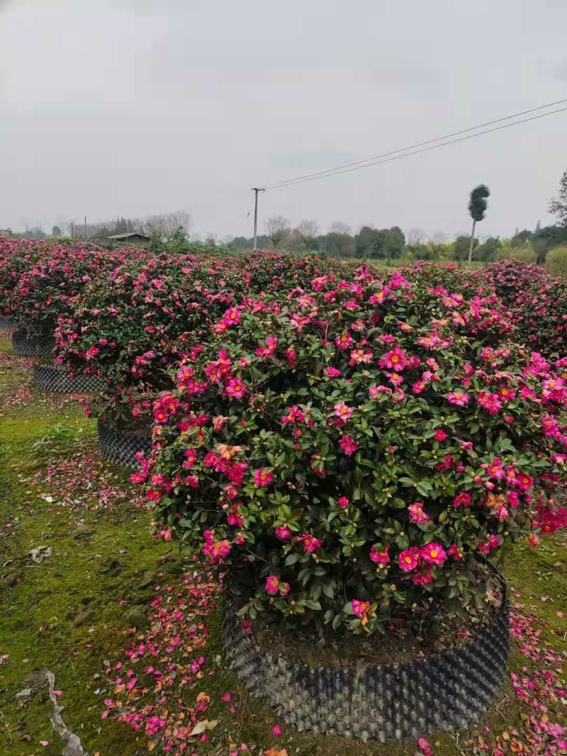 茶梅球，1米—1.8米茶梅球，成都茶梅球种植批发