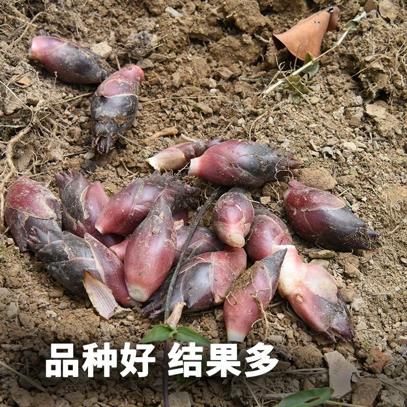 阳荷姜种苗种根洋荷苗杨和种子红洋荷白洋菏