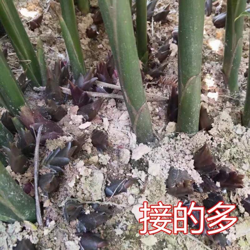 阳荷姜种苗种根洋荷苗杨和种子红洋荷白洋菏