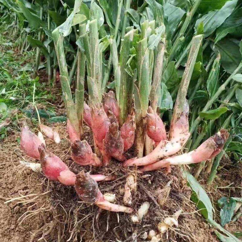 阳荷姜种苗种根洋荷苗杨和种子红洋荷白洋菏