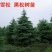 雪松苗雪松树苗四季常青耐寒庭院绿化苗木雪松小苗