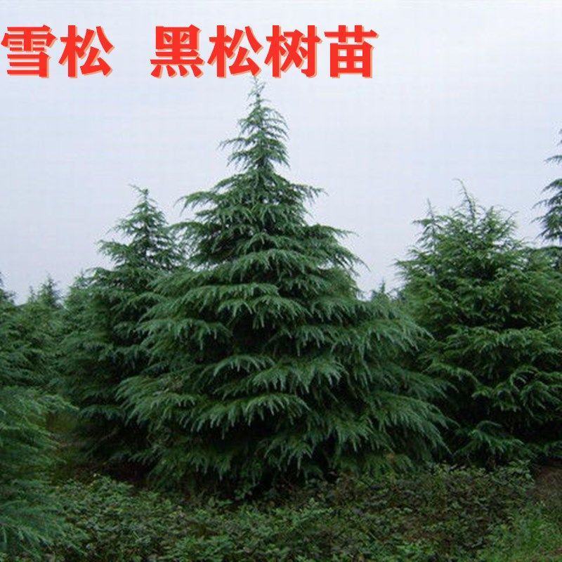 雪松苗雪松树苗四季常青耐寒庭院绿化苗木雪松小苗