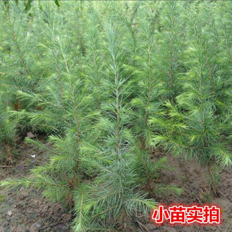 雪松苗雪松树苗四季常青耐寒庭院绿化苗木雪松小苗