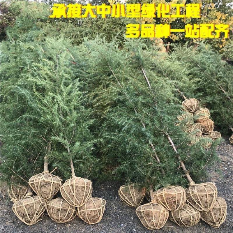 雪松苗雪松树苗四季常青耐寒庭院绿化苗木雪松小苗