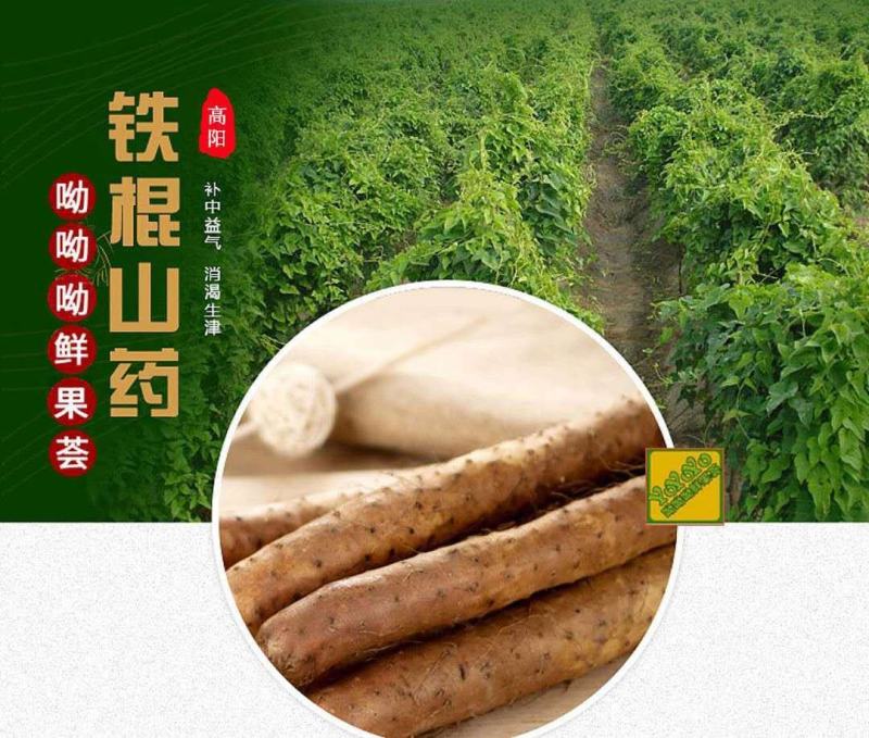 正宗西施铁棍山药淮山药食药同源新鲜蔬菜产地直发