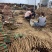 正宗西施铁棍山药淮山药食药同源新鲜蔬菜产地直发