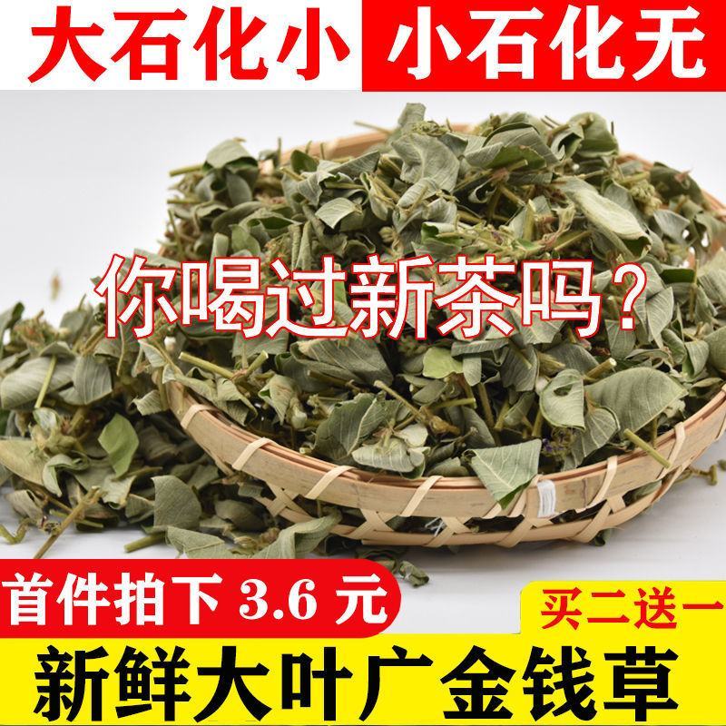 广西大叶金钱草新货广金钱草批发包邮