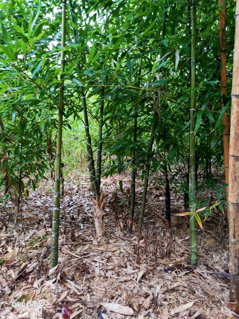 龟甲竹紫竹苗青竹苗龟甲竹金镶玉竹苗罗汉竹苗庭院阳