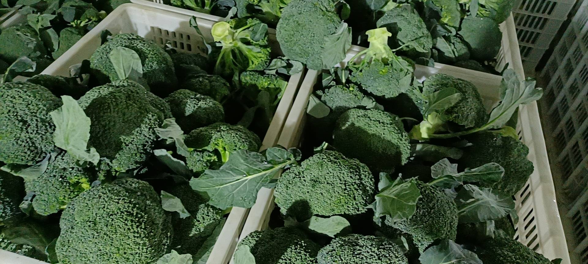 西兰花根茎炒制成品图