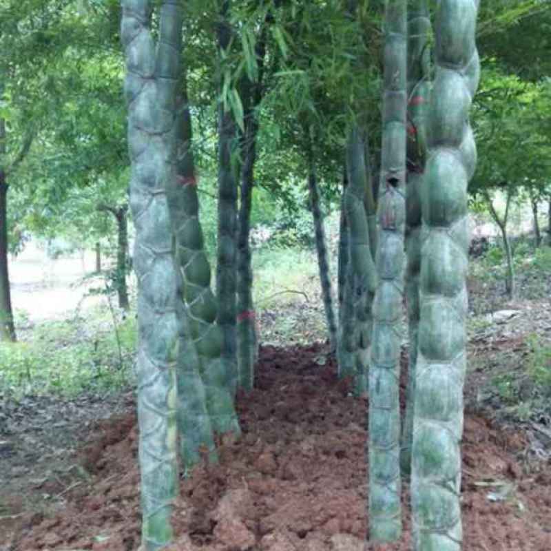 罗汉竹紫竹苗青竹苗龟甲竹金镶玉竹苗罗汉竹苗庭院阳