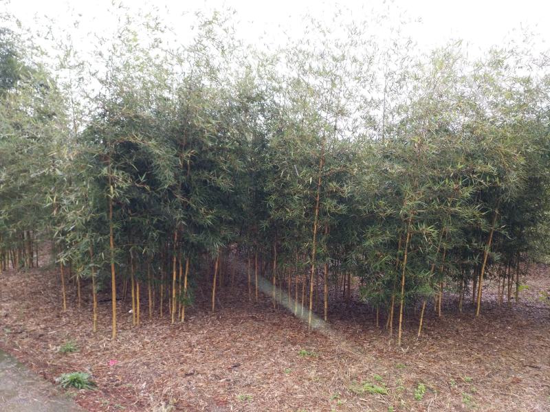 罗汉竹紫竹苗青竹苗龟甲竹金镶玉竹苗罗汉竹苗庭院阳