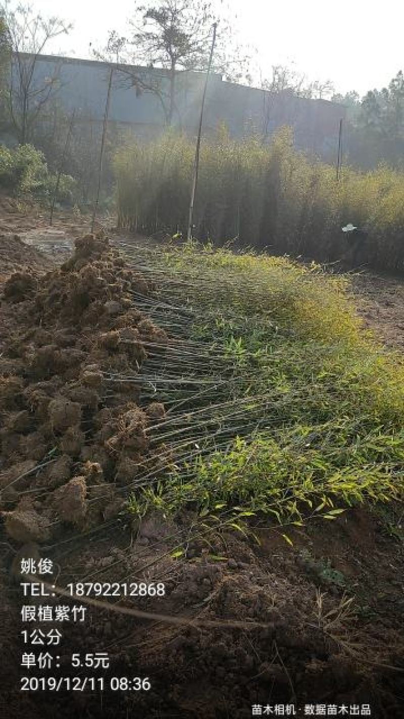 四季青竹紫竹苗青竹苗龟甲竹金镶玉竹苗罗汉竹苗庭院