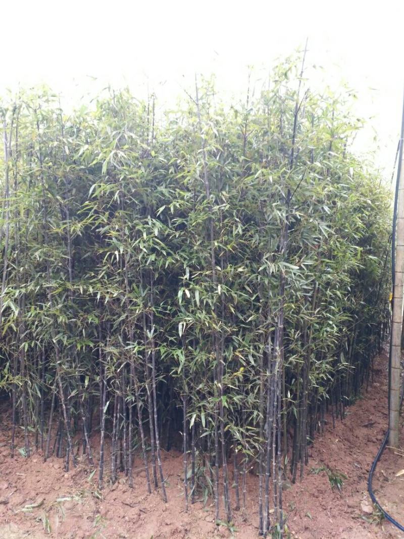 四季青竹紫竹苗青竹苗龟甲竹金镶玉竹苗罗汉竹苗庭院