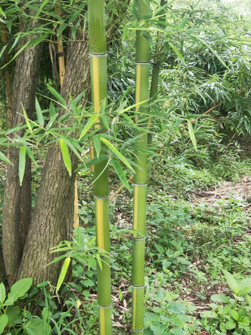 四季青竹紫竹苗青竹苗龟甲竹金镶玉竹苗罗汉竹苗庭院