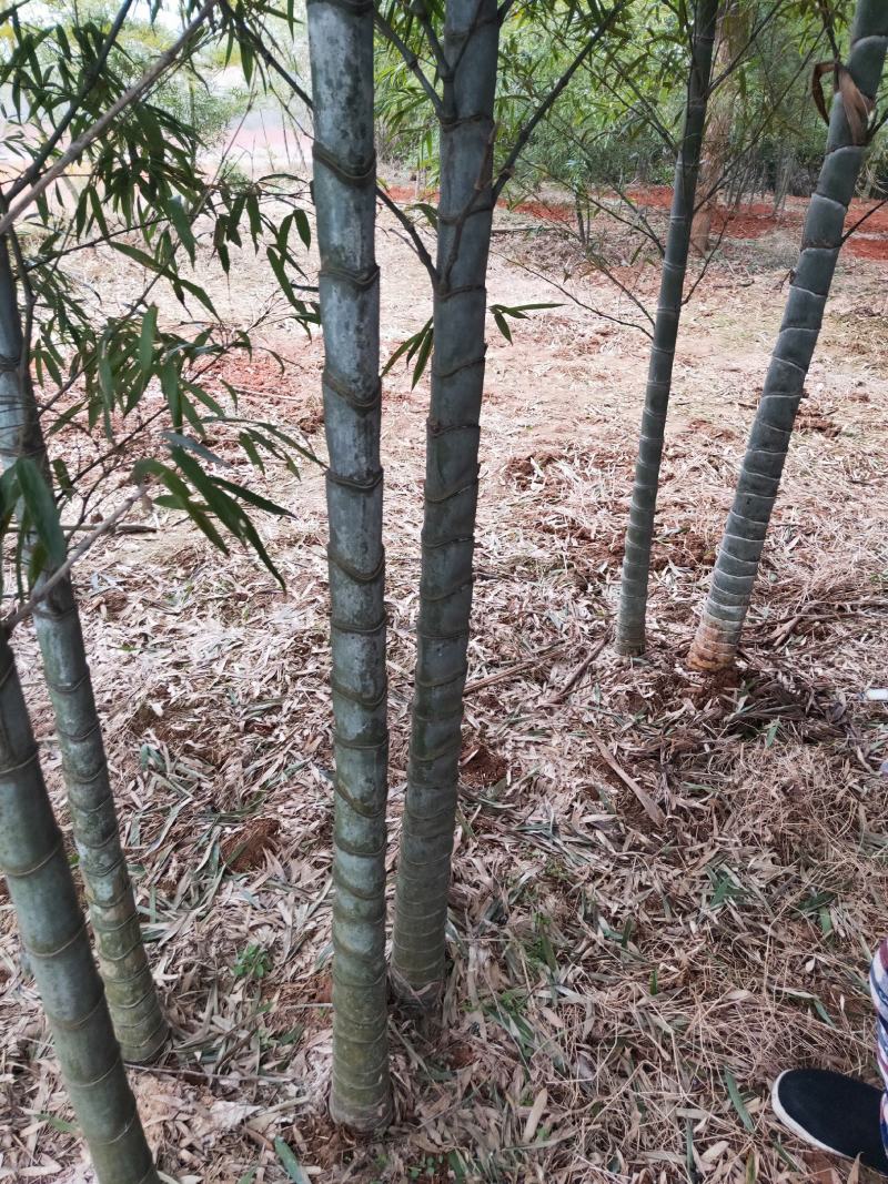 四季青竹紫竹苗青竹苗龟甲竹金镶玉竹苗罗汉竹苗庭院