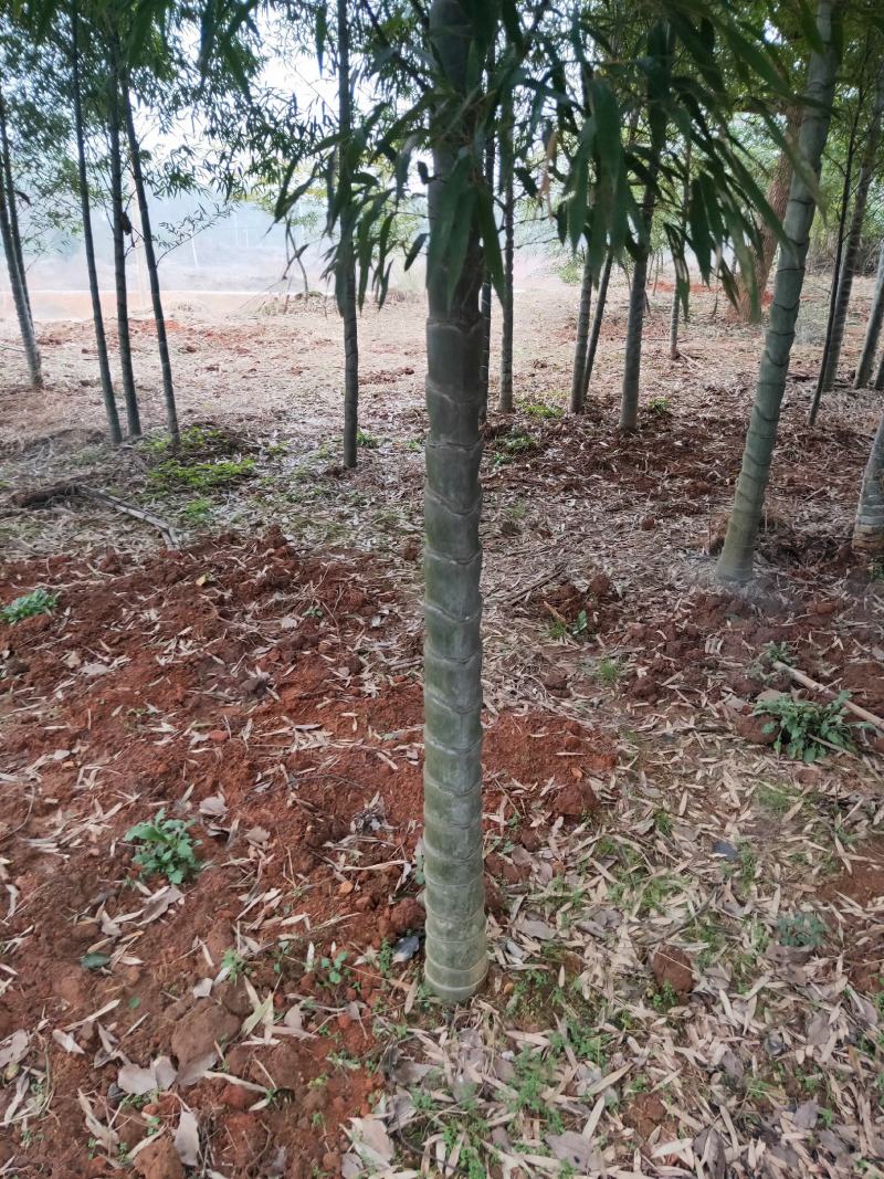 紫竹紫竹苗青竹苗龟甲竹金镶玉竹苗罗汉竹苗庭院阳台