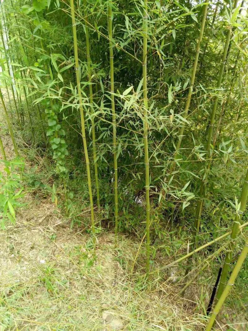 紫竹紫竹苗青竹苗龟甲竹金镶玉竹苗罗汉竹苗庭院阳台