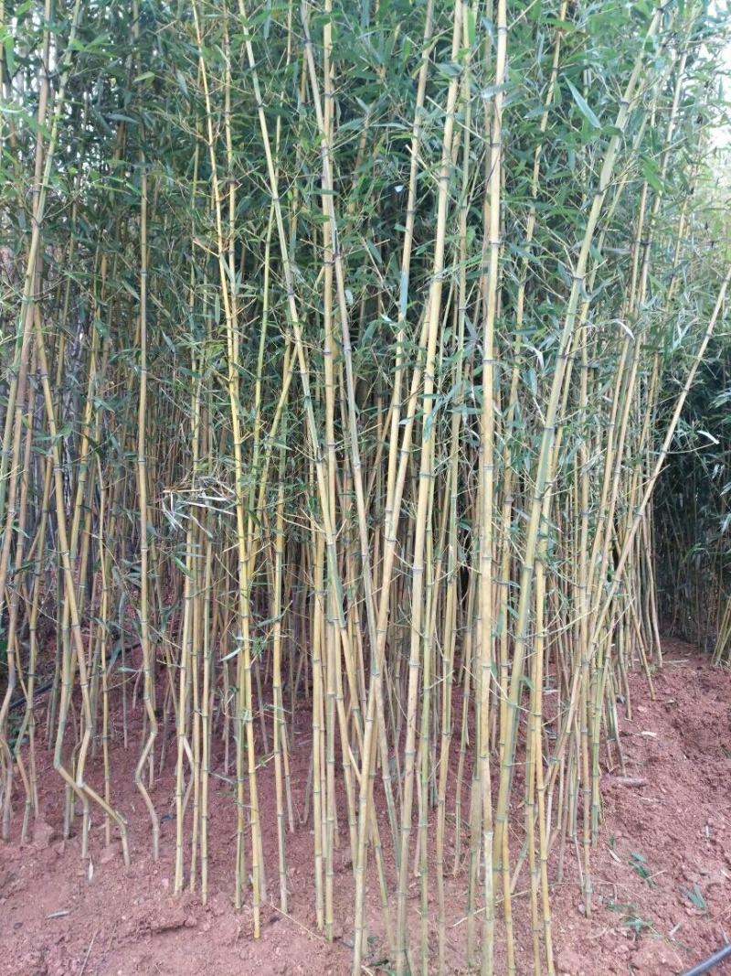 紫竹紫竹苗青竹苗龟甲竹金镶玉竹苗罗汉竹苗庭院阳台