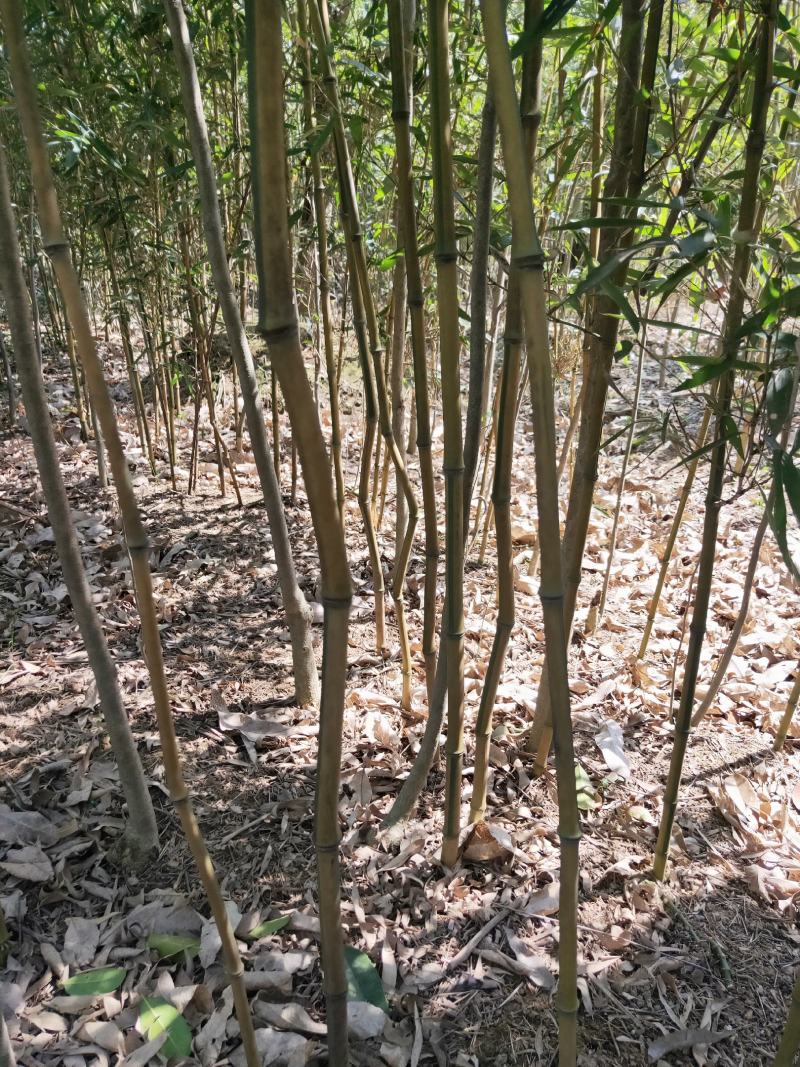 金镶玉竹紫竹苗青竹苗龟甲竹金镶玉竹苗罗汉竹苗庭院
