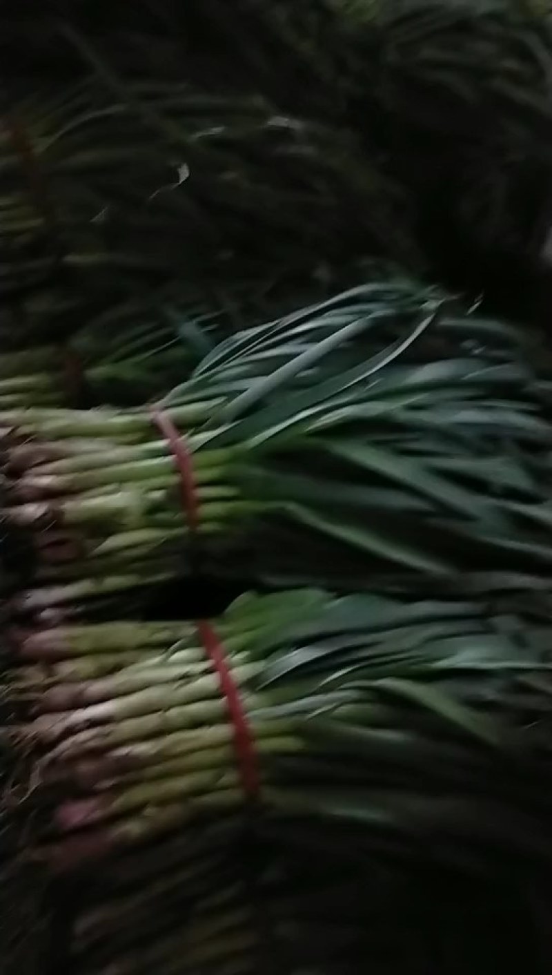 红根蒜苗自产自销品质保证可以实地考察看货