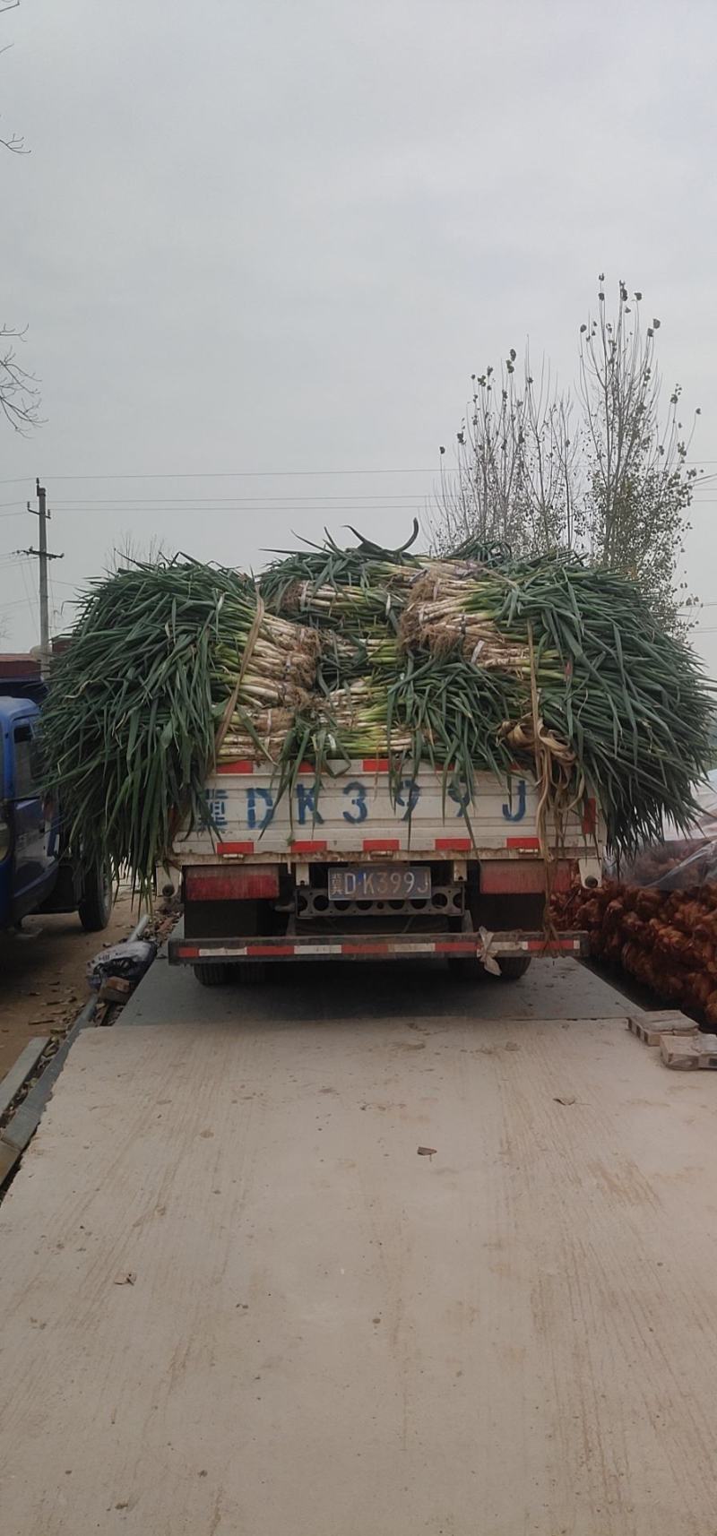 馆陶县金磊果蔬供应长白大葱毛葱