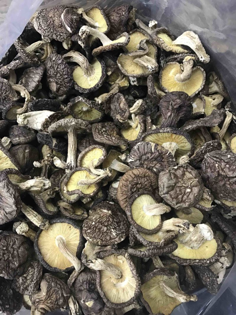 大金湖.尚书品.深山土特产.椴木香菇