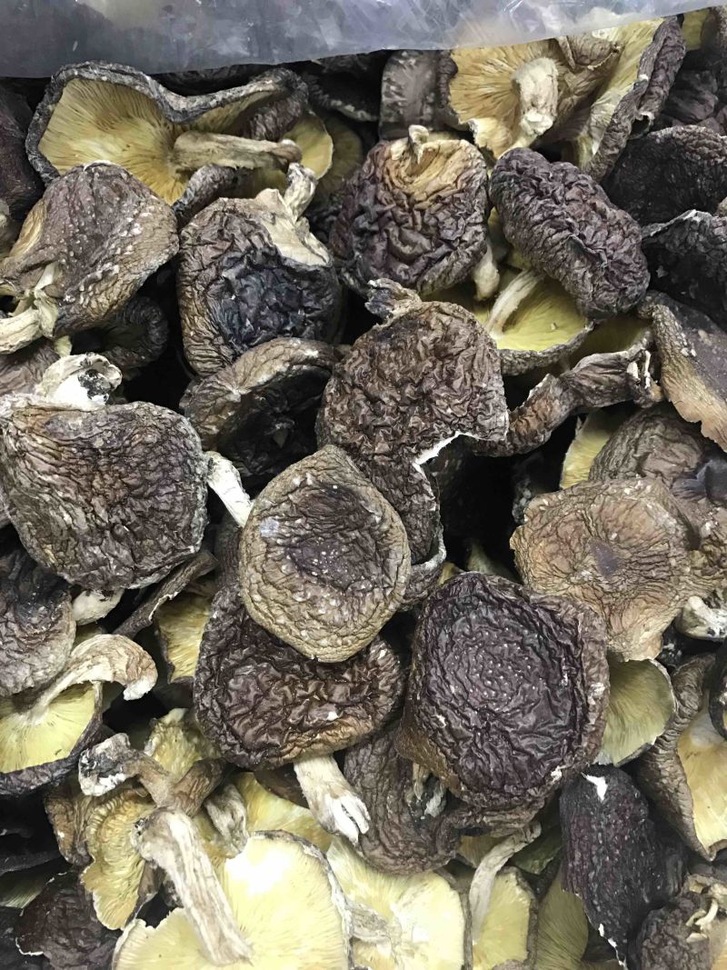大金湖.尚书品.深山土特产.椴木香菇